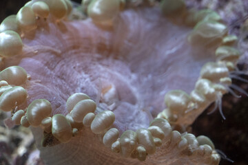 hard coral polyps detail