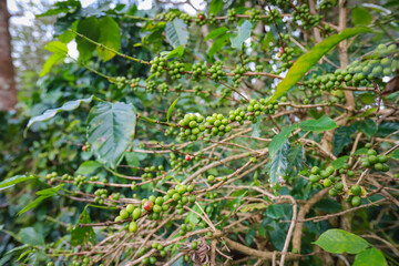 organic arabica coffee beans agriculturist  in farm.harvesting Robusta and arabica  coffee berries by agriculturist hands,Worker Harvest arabica coffee berries on its branch, harvest concept. - obrazy, fototapety, plakaty