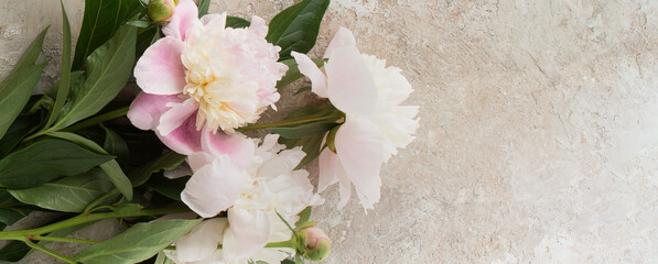 creamy pink peonies on a light table