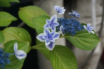 2022甲府・春日通り・紫陽花