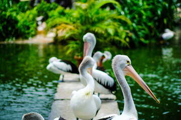 pelican on the water