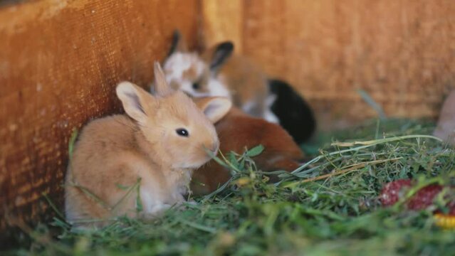 small rabbits sitting in a cage close-up