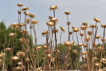 Paisaje cardos secos 
