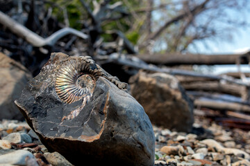 The shell of an ancient Ammonite mollusk frozen in stone. Paleontological finds.