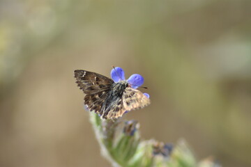 Mariposa piquitos de castaña (carcharodus alceae) libando de una flor azul. Fondo difuminado (macro)