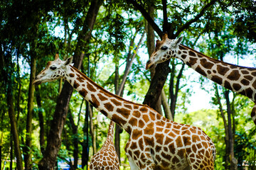 giraffe in the zoo