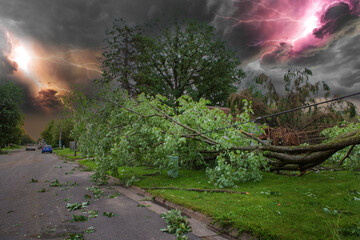 damaged city. storm damage aftermath Damaged tree by hurricane wind after storm.Tree down on the...