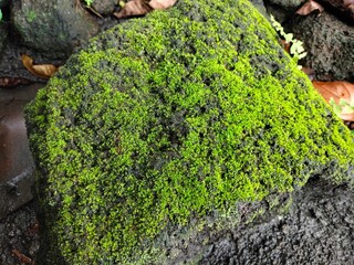 moss on stone wall