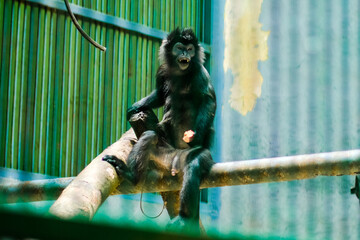 person with a laptop