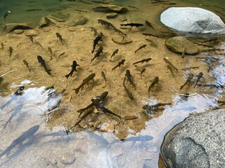 rock in the river, Fish