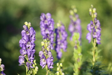 monk´s hood aconite with blue flowers beautiful light