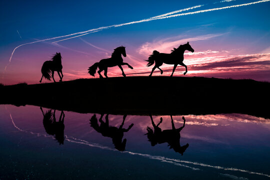Horses running during sunset with water reflection.