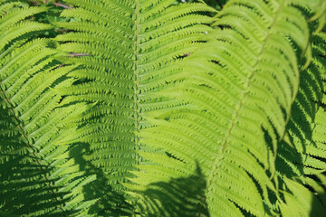 bright background of carved fern leaves
