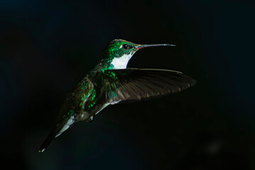 Colibrí volando en fondo oscuro, clave baja © Maelia Rouch