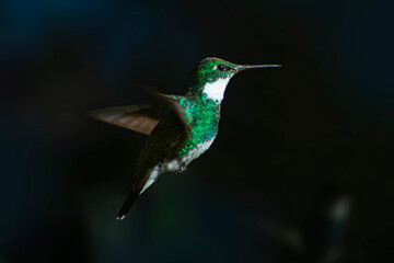Colibrí garganta blanca volando sobre fondo oscuro
