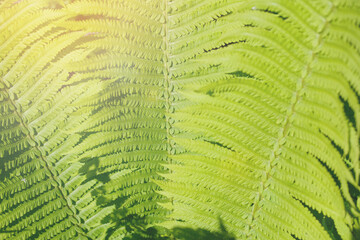 textured leaves of fern plant in sunlight closeup