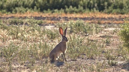 Jack Rabbit sitting still in field with spiderwebs blowing in the breeze in the Utah desert.