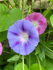 Ipomoea or morning glory flower in the garden