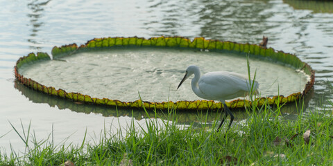 water lily in the pond