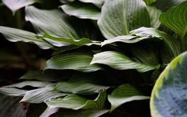 A hosta funkia plant in close-up. A plant with large leaves. Leaf structure of funkia hosta. Background of large leaves with a visible structure.