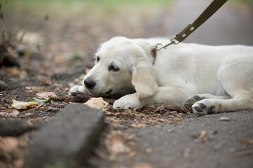 The puppy lies on the street and gnaws a stick. Portrait of a puppy golden retriever. Cute puppy. 