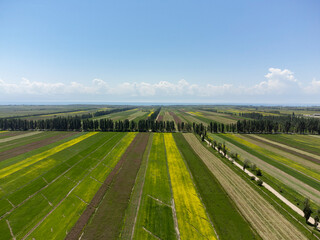 Fototapeta na wymiar Aerial view of Rows of colorful fields growing in Kyrgyzstan.