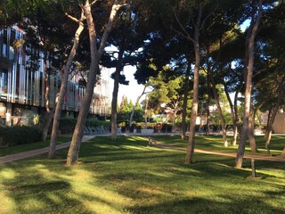 asia, autumn, background, bamboo, beautiful, botanical, branch, china, chinese, colorful, decoration, environment, fog, foliage, forest, fresh, garden, green, grove, growth, japan, japanese, jungle, l