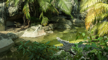 Crocodile in the zoo