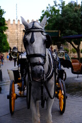 Obraz premium Caballo