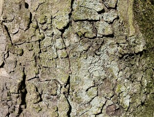 The bark of an old tree