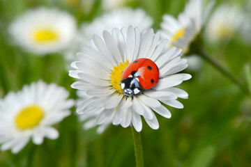 Marienkäfer 299 © K.-U. Häßler