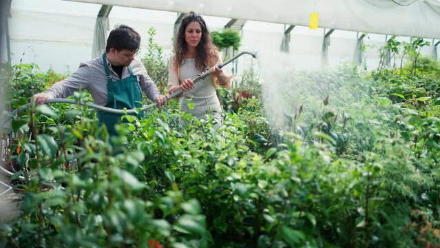 Experienced woman florist with young trainee employee with Down syndrome watering plants with a shower head and hose in garden centre.