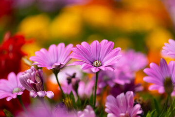 Fototapeta premium Mixed colorful flowers in the floral bed of a public garden park in Germany. Pink Cape Daisy (Osteospermum ecklonis), red Scarlet sage (Salvia splendens), orange yellow Aztec marigold (Tagetes erecta)