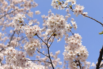 大宮公園　桜　埼玉県　さいたま市