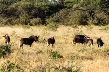 A small herd of Black Wildebeest, Connochaetes gnou, looking for food on the ground