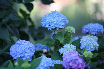 hydrangea with blue flowers in a shady place in the garden