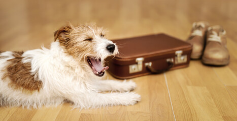 Happy funny dog puppy laughing, yawning in front of a retro suitcase. Pet travel, vacation or holiday banner.
