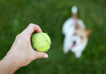 Playful pet dog waiting in the grass and watching a toy ball in the hand of trainer, owner. Puppy training in summer.