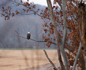 Bald eagle sitting on a branch in the fall | Amish country, Ohio