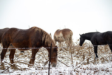 Four big horses grazing in a snowy corn field | Amish country, Ohio
