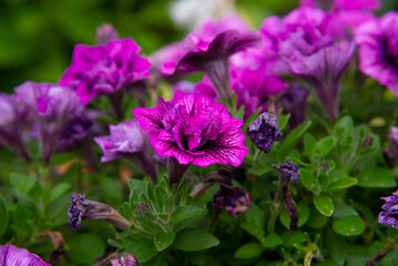 Obraz premium Pink, purple flowers of surfinia spring flowers seasonal gardening purple surfinia blossom