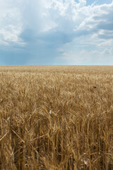 Golden wheat and blue sky. Symbol of the flag of Ukraine. Harvesting.