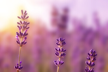 Obraz premium Lavender flowers on the field. Natural wallpaper. Floral background