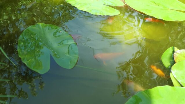  Koi carp.Bright colorful fish in the pond. Breeding ornamental fish in a pond
