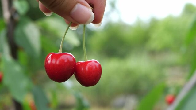 Harvesting from the trees. A woman picks ripe cherry berries.