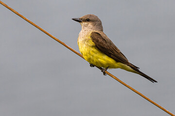 Perching Western Kingbird (Tyrannus verticalis)