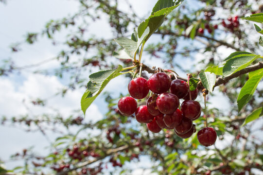 Ripe red cherries on a green branch against the sky. Phone screensaver, summer fruits.