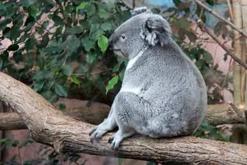 Poster koala in a zoo in france  © frdric
