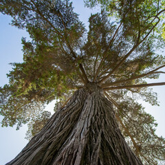Cupressus macrocarpa Hartweg ex Gordon (Monterey cypress) bottom view