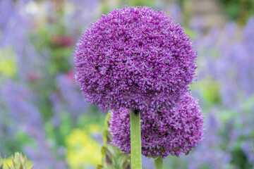 Zierlauch (Allium sp.)